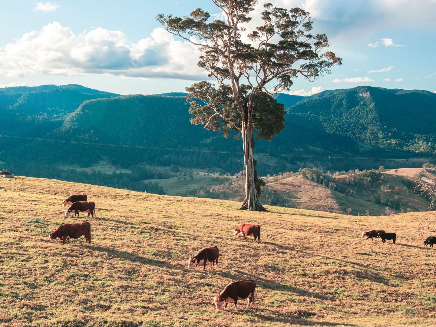 Cattle Club | Calliope Rotary